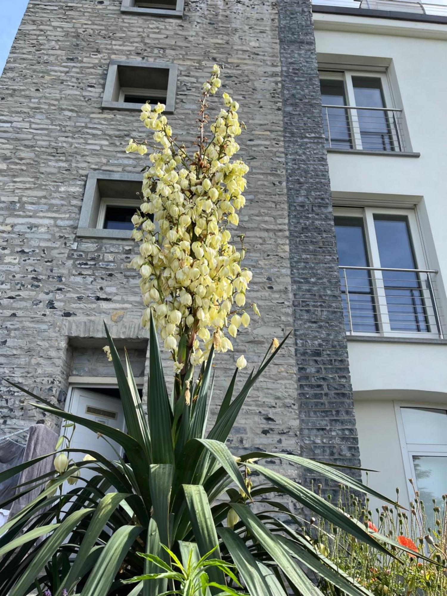 Penthouse - Villa Cardano Como Dış mekan fotoğraf